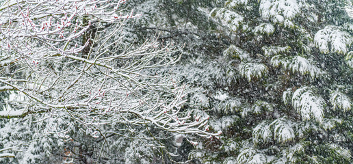 Snow Branches Background