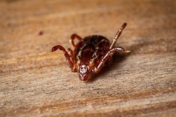 Dog Tick