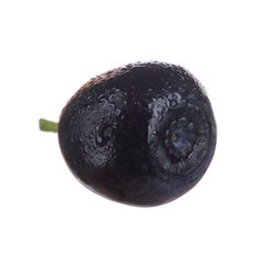 single bilberry isolated on white background