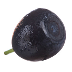 single bilberry isolated on white background