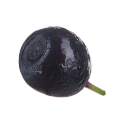 single bilberry isolated on white background