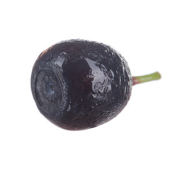 single bilberry isolated on white background