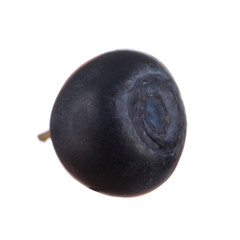 single bilberry isolated on white background