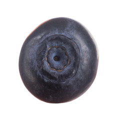single bilberry isolated on white background