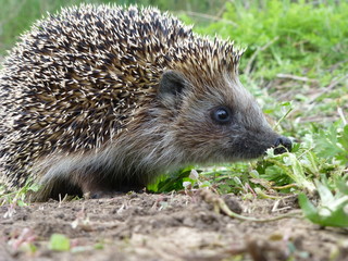 hedgehog in the grass