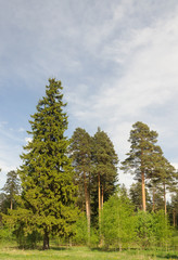 Fototapeta na wymiar Coniferous forest in summer