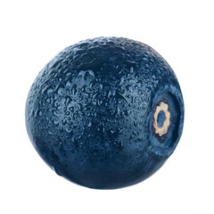 single bilberry with water drops isolated on white background