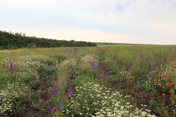 Obraz premium Blooming field. Varna region, Bulgaria.