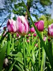 pink tulips in the garden