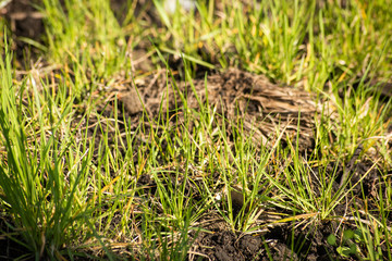 Young grass grows through the ground, soft focus