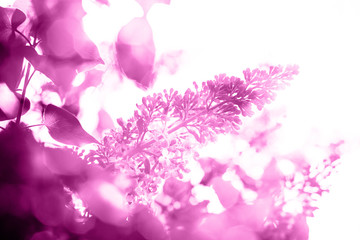 Abstract bright purple background with lilac