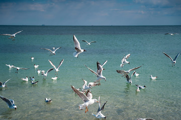 Seagulls are float and fly over the sea surface