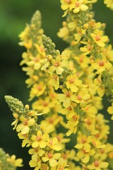 Flowering Verbascum speciosum. Varna region, Bulgaria.
