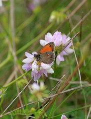 Coenonympha pamphilus butterflies on colours