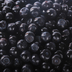 fresh  bilberries background