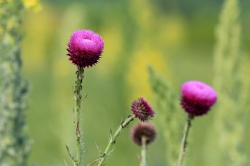 Obraz premium Flowering Carduus nutans in the meadow