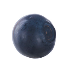 single bilberry isolated on white background