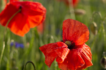 Fototapeta premium Buds of a blooming wild poppy in a field after rain