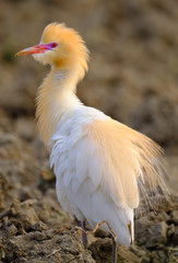 Cattle egret bird breeding plumage