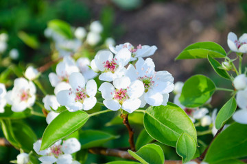 Obraz na płótnie Canvas Beautiful spring pear tree blossoms against a blurred peaceful blue background.