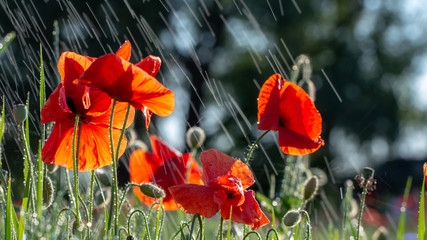 Buds of a blooming wild poppy in a field after rain