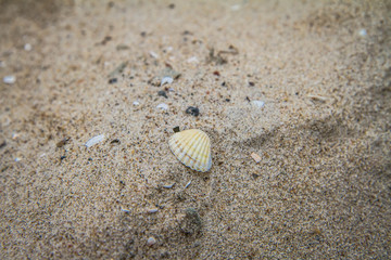 Small Sea shells on beach in close up