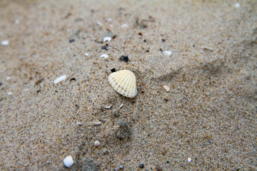 Small Sea shells on beach in close up