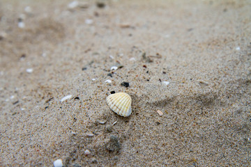 Small Sea shells on beach in close up