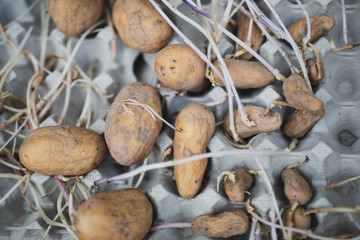 mushrooms in a basket