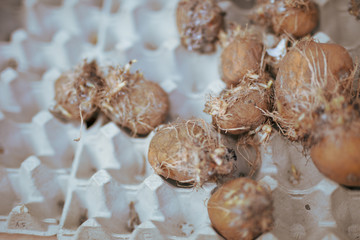cookies with icing sugar