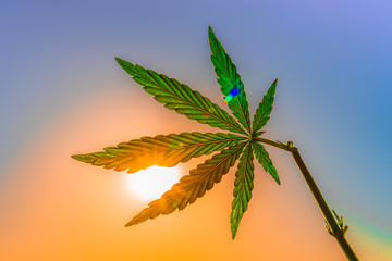 Green leaf marijuana closeup, Cannabis, dope, drug.