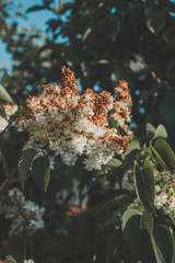 Blumen im Garten im Hochformat