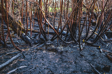 Сonsequences of forest fires. Destruction of forests in Russia.