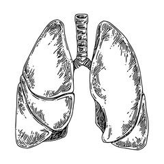 Human anatomy. Lungs. Sketch. Engraving style. Vector illustration.