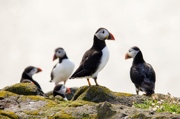 Group of Puffin Seabirds