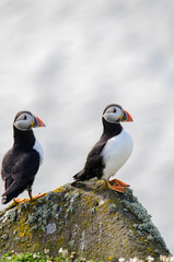 Pair of Puffins on a Cliff, Seabird Conservation