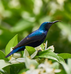 Purple sunbird 