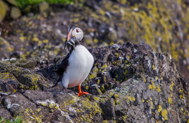 Atlantic Puffin Seabird on a Cliff with Sand Eels