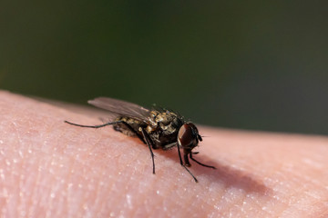 Fliege sitzt auf Haut