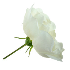 white flower of rosehip isolated on white background