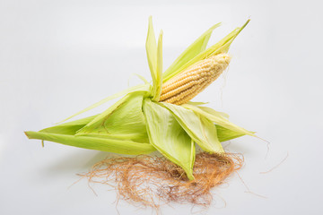corn cob with plant in white background