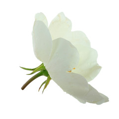 Fototapeta na wymiar white flower of rosehip isolated on white background
