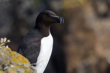 Close up of a Razorbill Seabird