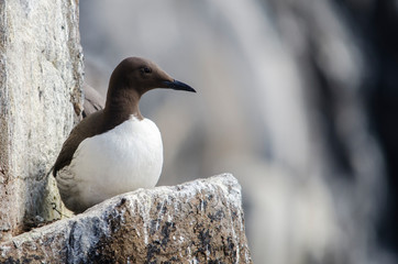Guillemot Seabird on a Cliff