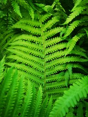fern leaves on green background