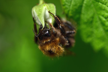 Nahaufnahme einer Biene im Garten bei der Nahrungssuche nach Pollen an einer Blüte
