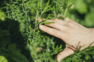 Fototapeta na wymiar hands holding plant