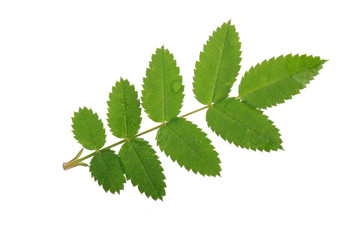 green leaves of rosehip isolated on white background