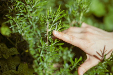 Obraz premium hands holding plant