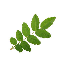 green leaves of rosehip isolated on white background